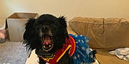 Vinnie joined the competition — help win amazing prizes! dog, black_dog, costume, wonder_woman, red_top, blue_skirt, stars, indoor, couch, cardboard_box, pet, small_dog, mouth_open, fur, animal, cute, wearing_clothes, living_room, table, decor