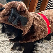 Vinnie joined the competition — help win amazing prizes! dog, pet, costume, reindeer, brown, black_fur, indoor, carpet, festive, bells, animal, holiday, cute, small_dog, furry, clothing, red_collar, floor, household, blurred