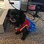 Vinnie is registered to the contest to win money with this photo: dog, small_dog, black_dog, costume, superhero_costume, red_clothing, blue_skirt, carpet, electronics, cables, indoor, pet, animal, sitting, cute, attentive, living_room, box, shelf, headphones