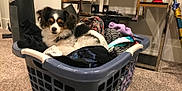 Maggie is registered to the contest to win money with this photo: dog, laundry_basket, clothes, indoor, carpet, black, white, tan, small_dog, pet, relaxed, household, furniture, decor, fabric, resting, cozy, animal, mammal, domestic