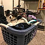 dog, laundry_basket, clothes, indoor, carpet, black, white, tan, small_dog, pet, relaxed, household, furniture, decor, fabric, resting, cozy, animal, mammal, domestic
