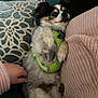 dog, pet, couch, pillow, green_harness, person, hand, pink_sweater, cozy, indoor, relaxed, small_dog, fur, paw, cute, companion, resting, comfort, domestic_animal, friendship