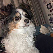 Maggie joined the competition — help win amazing prizes! dog, pet, curly_fur, tri_color, indoors, curtains, couch, cushion, home_decor, framed_pictures, close_up, animal, companion, furry, cute, looking_away, domestic, friendly, mammal, portrait