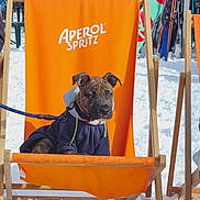 Aston a rejoint le concours — aidez-le/la à gagner de superbes lots ! aperol_spritz, brindle_coat, deck_chair, dog, hoodie, leash, orange_chair, outdoor, people, portrait, puppy, relaxing, sitting, ski_equipment, ski_resort, skis, snow, sunglasses, winter_clothing, wooden_frame