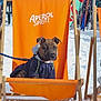 aperol_spritz, brindle_coat, deck_chair, dog, hoodie, leash, orange_chair, outdoor, people, portrait, puppy, relaxing, sitting, ski_equipment, ski_resort, skis, snow, sunglasses, winter_clothing, wooden_frame