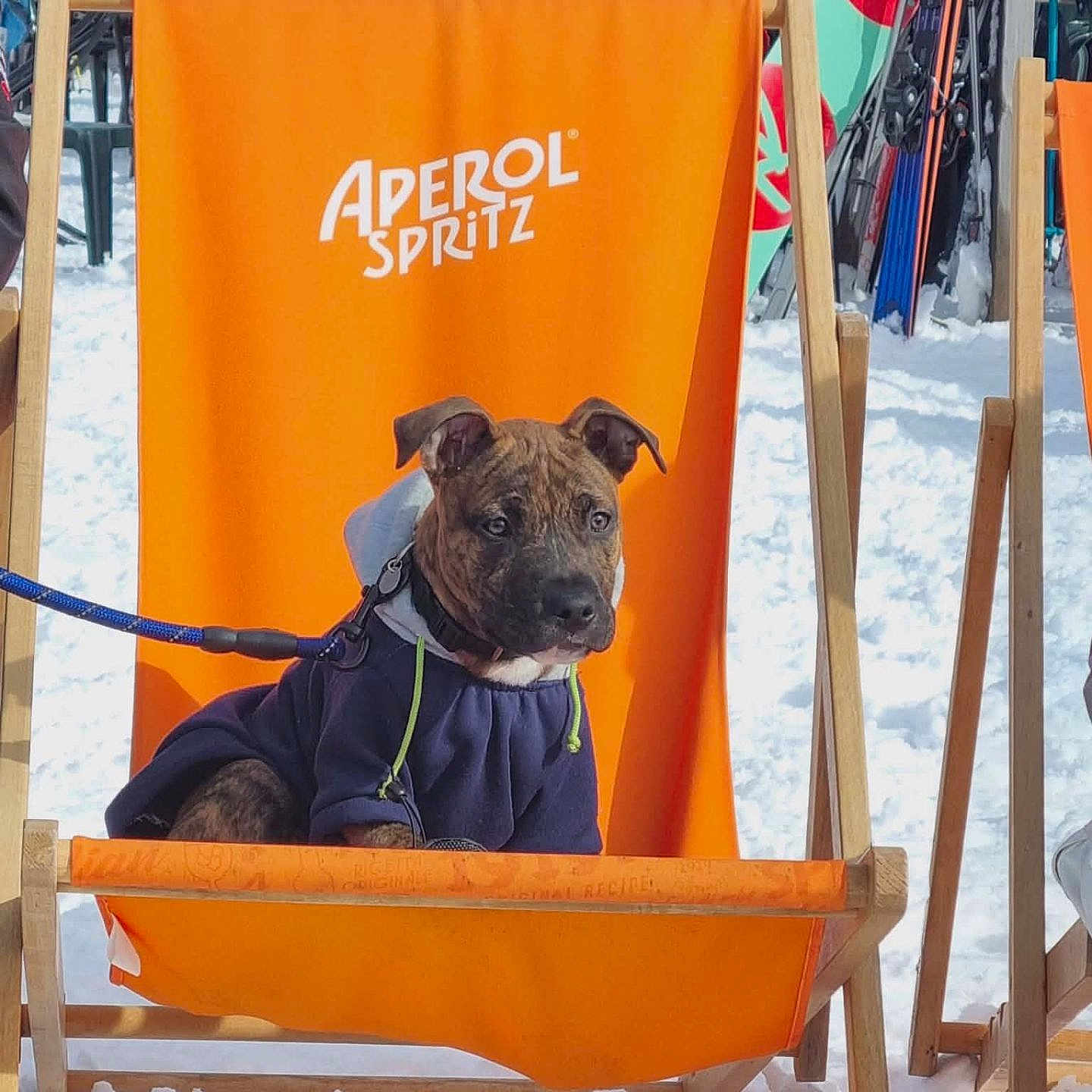 Aston a rejoint le concours — aidez-le/la à gagner de superbes lots ! aperol_spritz, brindle_coat, deck_chair, dog, hoodie, leash, orange_chair, outdoor, people, portrait, puppy, relaxing, sitting, ski_equipment, ski_resort, skis, snow, sunglasses, winter_clothing, wooden_frame