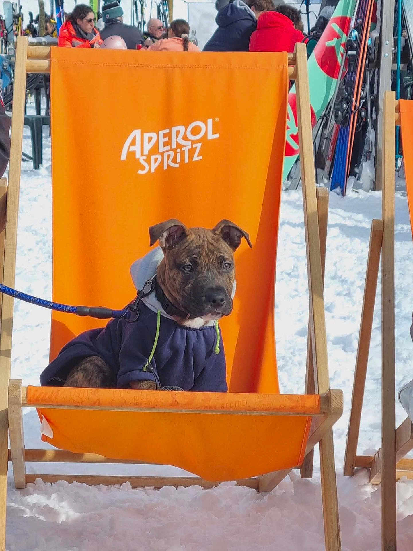 Aston a rejoint le concours — aidez-le/la à gagner de superbes lots ! aperol_spritz, brindle_coat, deck_chair, dog, hoodie, leash, orange_chair, outdoor, people, portrait, puppy, relaxing, sitting, ski_equipment, ski_resort, skis, snow, sunglasses, winter_clothing, wooden_frame