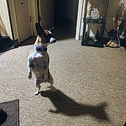 Patches is registered to the contest to win money with this photo: dog, small_dog, indoor, carpet, shadow, standing, decor, furniture, door, shelf, figurines, collar, brown, white, ears, light, shadow_play, room, home, pet