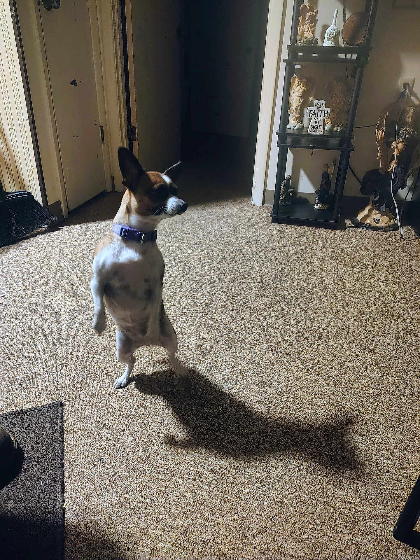 Patches is registered to the contest to win money with this photo: dog, small_dog, indoor, carpet, shadow, standing, decor, furniture, door, shelf, figurines, collar, brown, white, ears, light, shadow_play, room, home, pet