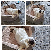 Lili joined the competition — help win amazing prizes! animal, black_markings, carpet, cat, collage, comfort, cozy, cute, feline, home, indoor, multiple_views, pet_bed, plush, relaxed, resting, soft, stretching, tail_up, white_cat