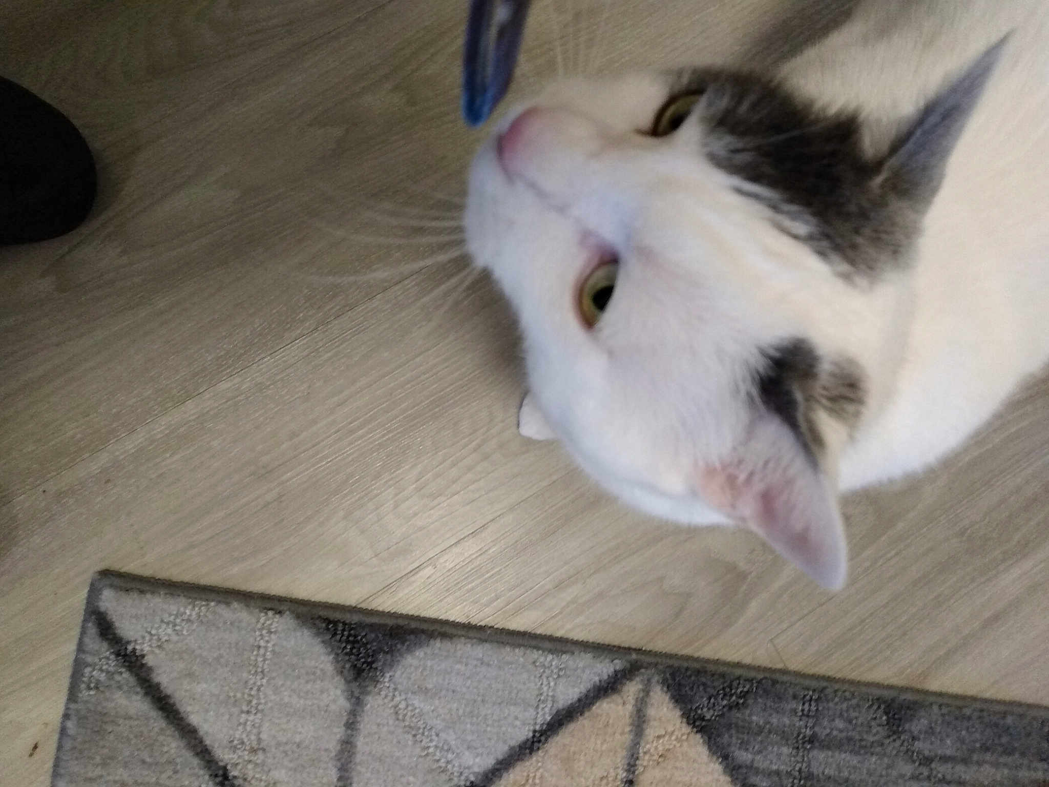 Lili