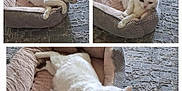 Cynthia Kearney is registered to the contest to win money with this photo: animal, black_markings, carpet, cat, collage, comfort, cozy, cute, feline, home, indoor, multiple_views, pet_bed, plush, relaxed, resting, soft, stretching, tail_up, white_cat