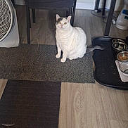 Cynthia Kearney joined the competition — help win amazing prizes! cat, chair, cozy, domestic_animal, fan, floor, food_bowl, gray_patch, home, household_items, indoor, kitchen, looking, mat, pet, quiet, sitting, table, white_cat, wood_floor