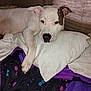 dog, white_dog, bed, pillow, resting, indoor, blanket, window_blind, sleepy, canine, pet, fur, mammal, domestic_animal, lying_down, comfort, relaxed, brown_patch, paw, snout