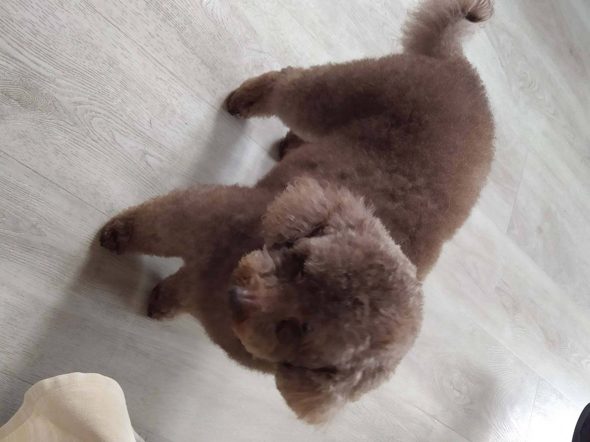 Lucky participe au concours pour gagner de l'argent avec cette photo : brown, canidae, carnivore, claw, comfort, companion_dog, dog_breed, fawn, felidae, fur, liver, paw, small_to_medium_sized_cats, sporting_group, tail, terrestrial_animal, toy