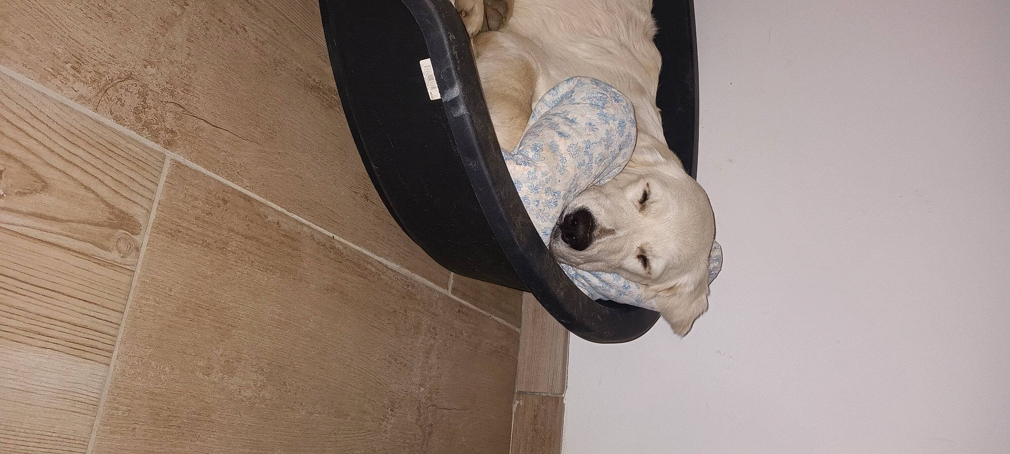 Ulysse a rejoint le concours — aidez-le/la à gagner de superbes lots ! auto_part, automotive_exterior, automotive_tire, automotive_wheel_system, ball, circle, concrete, dog, door, fender, rim, synthetic_rubber, tints_and_shades, tire, toy, vehicle_door, wheel, window, wood, working_animal