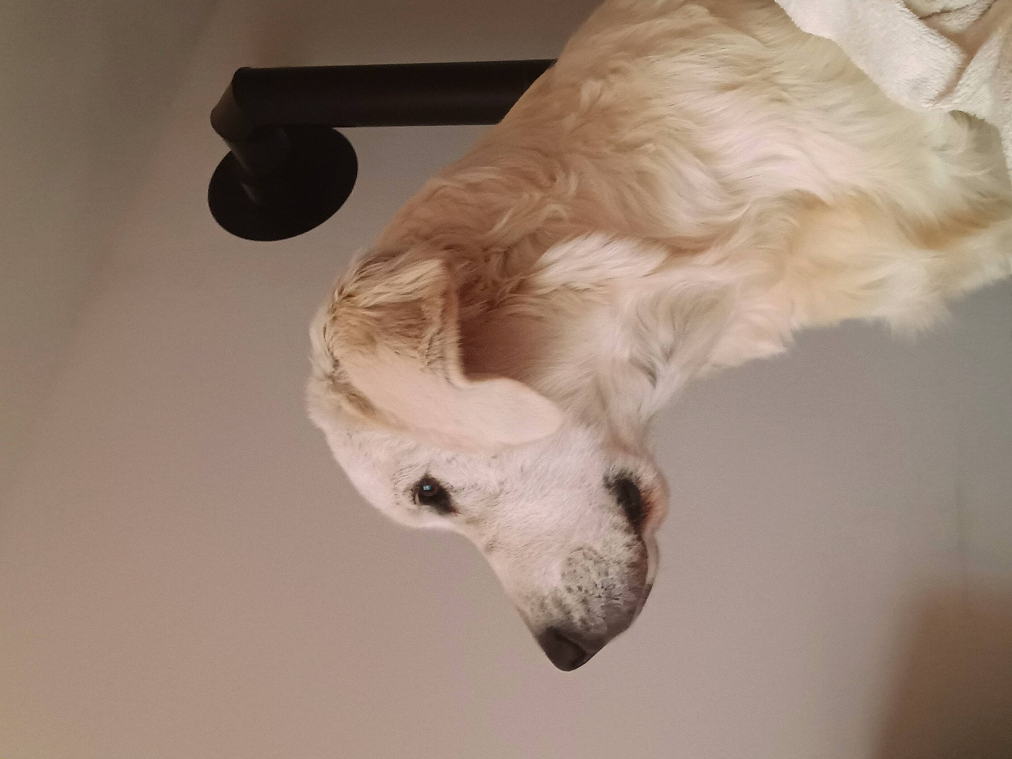 Ulysse a rejoint le concours — aidez-le/la à gagner de superbes lots ! canidae, carnivore, claw, companion_dog, dog, dog_breed, fawn, foot, fur, non_sporting_group, paw, pet_supply, puppy, snout, sporting_group, tail, terrestrial_animal, whiskers, wood, working_animal