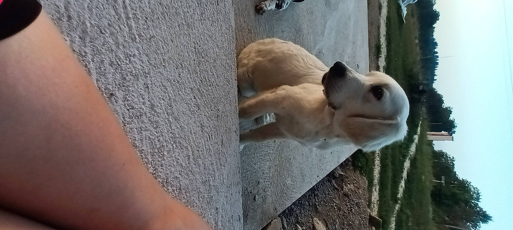 Ulysse participe au concours pour gagner de l'argent avec cette photo : ancient_dog_breeds, art, canidae, carnivore, companion_dog, concrete, dog, dog_breed, fawn, non_sporting_group, snout, sporting_group, street_dog, tail, terrestrial_animal, water, whiskers, wildlife, wood, working_animal