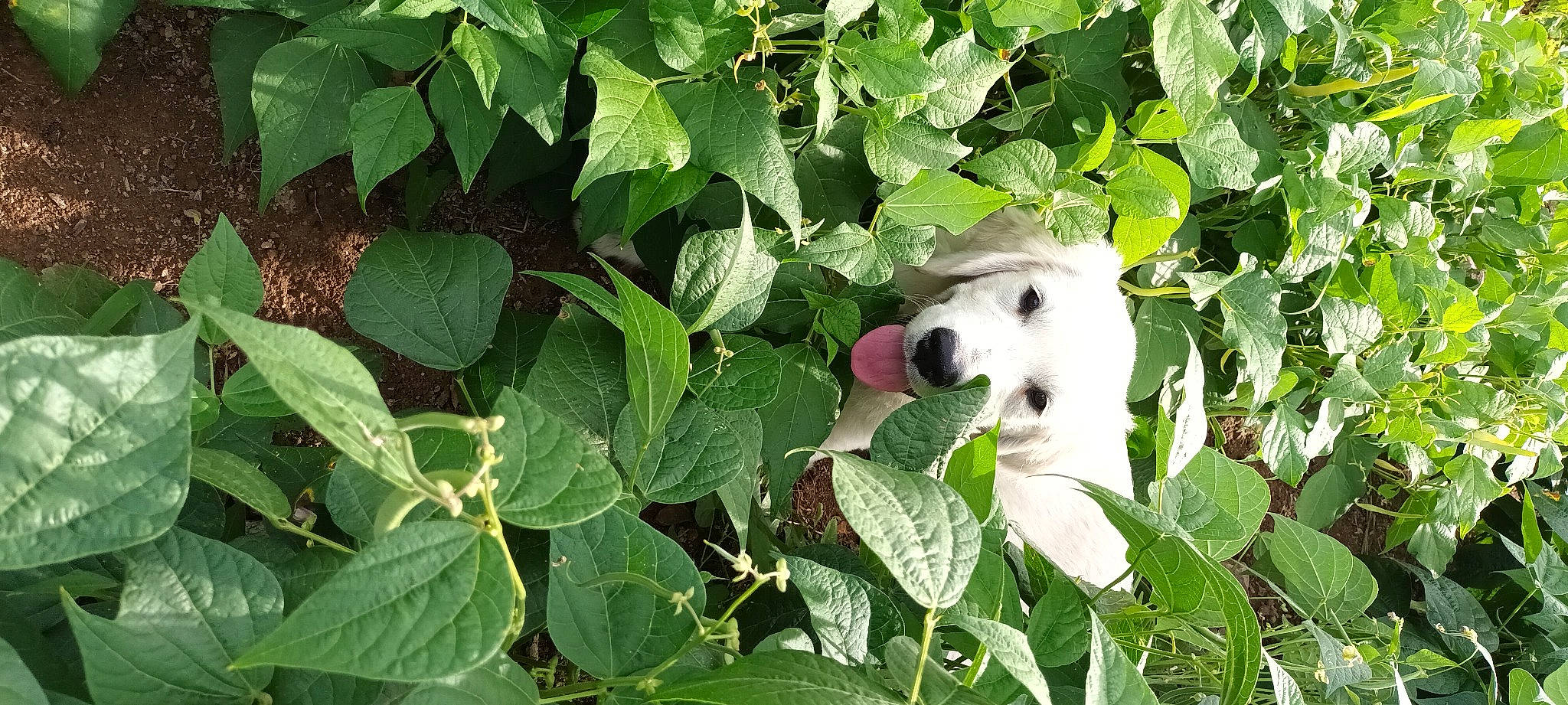 Ulysse a rejoint le concours — aidez-le/la à gagner de superbes lots ! agriculture, annual_plant, bramble, carnivore, companion_dog, dog, dog_breed, flowering_plant, grass, groundcover, herb, leaf, plant, polish_tatra_sheepdog, rose, rose_family, shrub, subshrub, tree