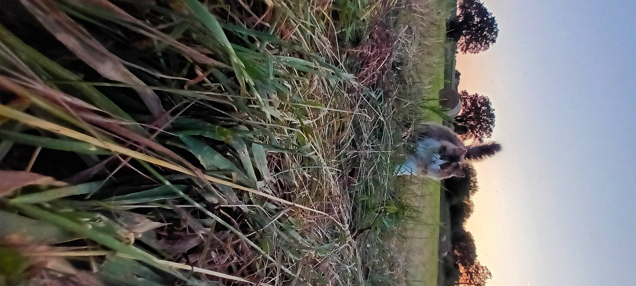 Fifille participe au concours pour gagner de l'argent avec cette photo : beak, flowering_plant, grass, landscape, organism, perching_bird, plant, plant_stem, shrubland, sky, soil, tail, terrestrial_animal, terrestrial_plant, tire, tree, trunk, twig, wildlife, wood