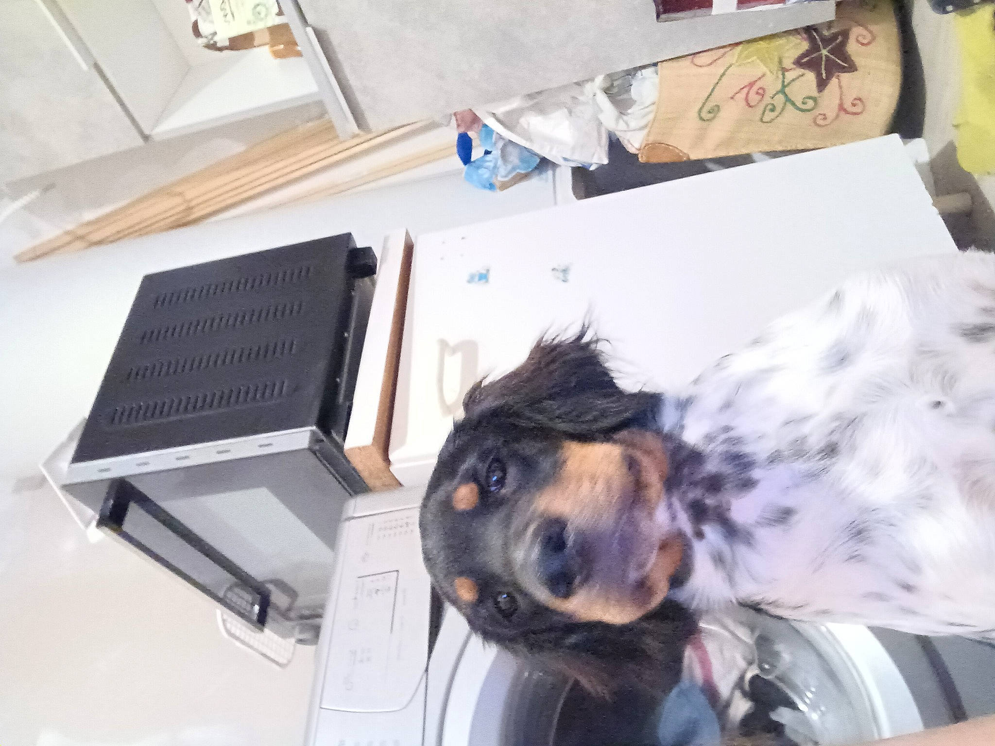 Upton participe au concours pour gagner de l'argent avec cette photo : bed, bedding, carnivore, comfort, companion_dog, computer, dog, dog_breed, fur, laptop, linens, netbook, office_equipment, personal_computer, room, snout, sporting_group, toy_dog, whiskers, working_animal