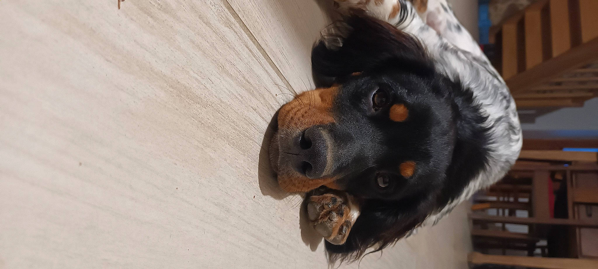 Upton a rejoint le concours — aidez-le/la à gagner de superbes lots ! beer, canidae, carnivore, companion_dog, dog, dog_breed, fur, giant_dog_breed, guard_dog, hardwood, liver, paw, snout, sporting_group, whiskers, wood, wood_stain, working_animal, working_dog