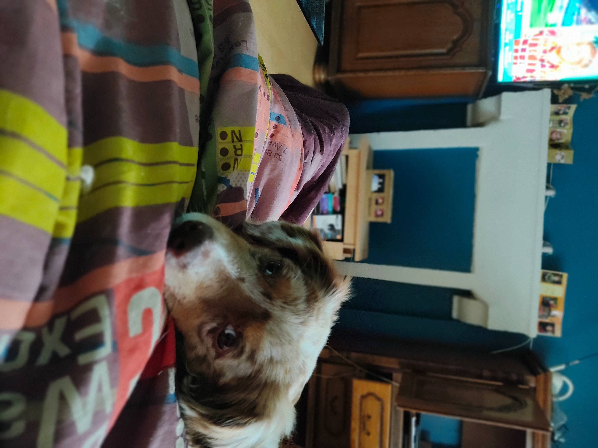 Nélia a rejoint le concours — aidez-le/la à gagner de superbes lots ! canidae, carnivore, companion_dog, dog, dog_breed, domestic_short_haired_cat, felidae, fur, human_leg, linens, machine, pattern, plaid, publication, room, small_to_medium_sized_cats, sporting_group, tartan, whiskers, working_animal