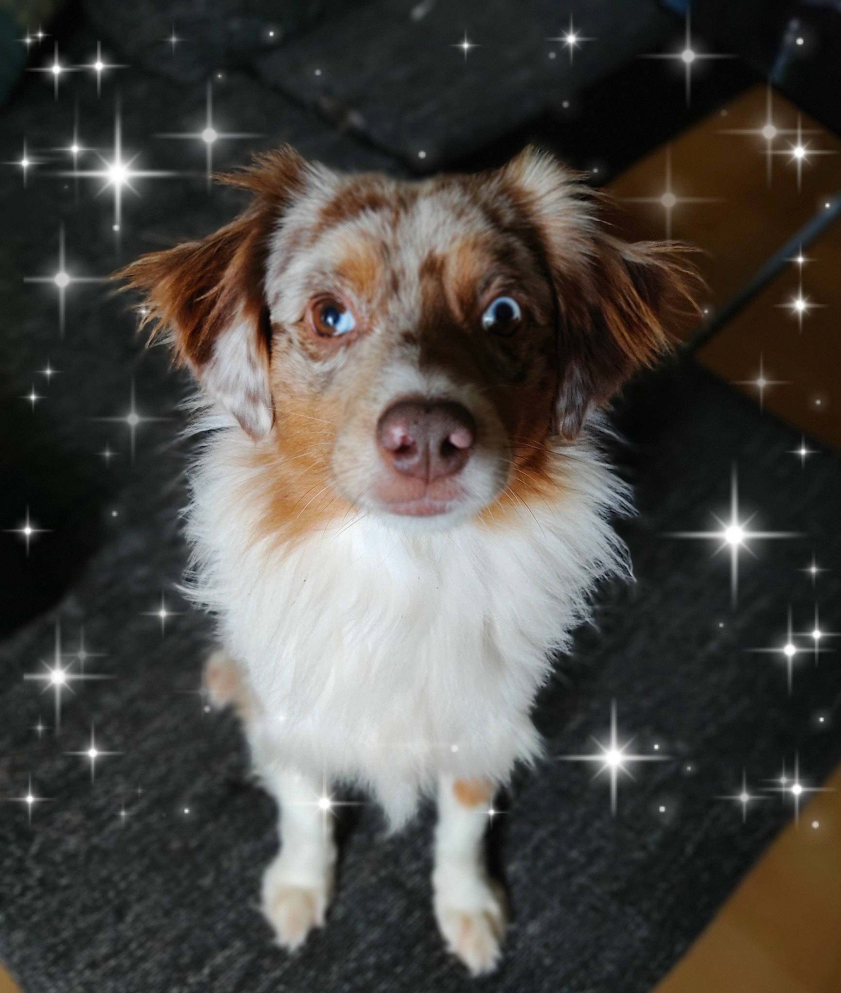 Nélia participe au concours pour gagner de l'argent avec cette photo : ancient_dog_breeds, canidae, carnivore, companion_dog, corgi_chihuahua, dog, dog_breed, fawn, fur, papillon, puppy, small_terrier, snout, sporting_group, terrestrial_animal, terrier, toy_dog, whiskers, working_animal