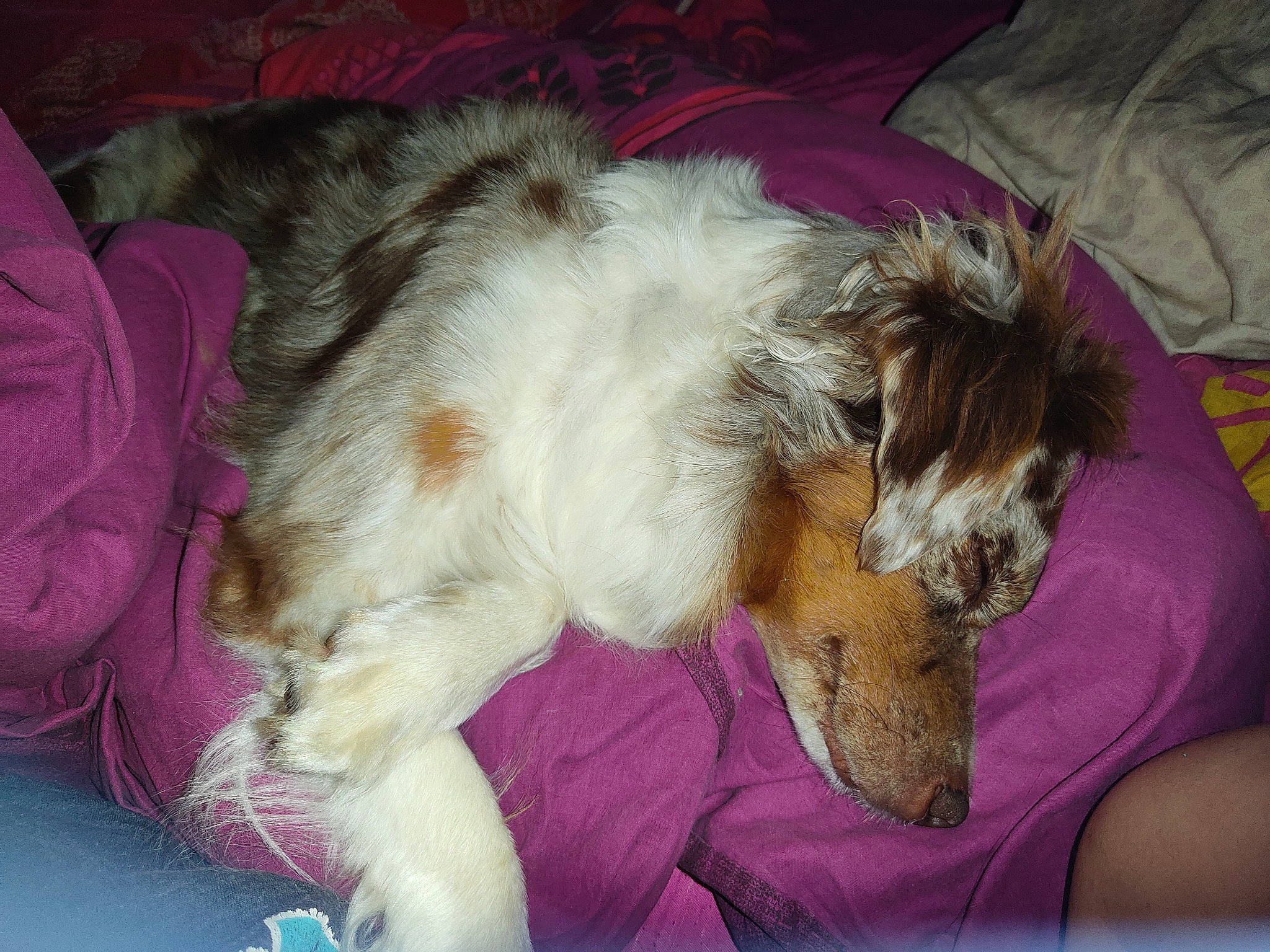 Nélia a rejoint le concours — aidez-le/la à gagner de superbes lots ! canidae, carnivore, comfort, companion_dog, dog, dog_breed, fur, nap, paw, puppy, puppy_love, small_terrier, terrier, toy_dog