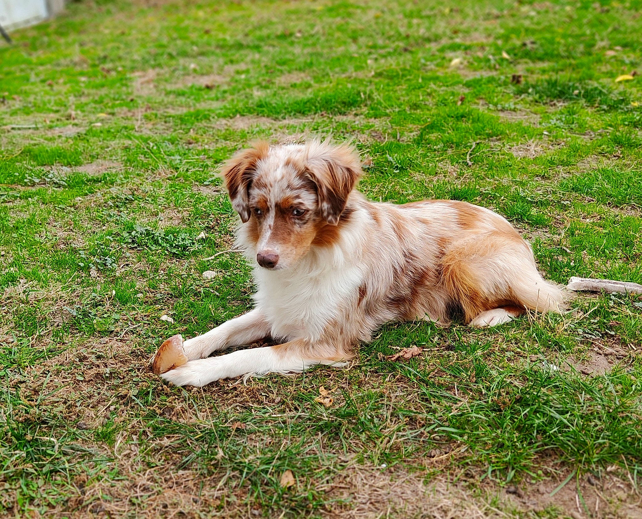 Nélia a rejoint le concours — aidez-le/la à gagner de superbes lots ! canidae, carnivore, companion_dog, dog, dog_breed, fawn, fur, grass, groundcover, gun_dog, liver, plant, sporting_group, terrestrial_animal, working_dog