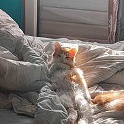 Pikachu participe au concours pour gagner de l'argent avec cette photo : cat, bed, blanket, sunlight, orange_cat, white_cat, fur, indoor, cozy, relaxed, animal, pet, feline, sleepy, soft_light, window, resting, comfort, domestic, lazy
