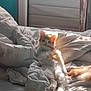 cat, bed, blanket, sunlight, orange_cat, white_cat, fur, indoor, cozy, relaxed, animal, pet, feline, sleepy, soft_light, window, resting, comfort, domestic, lazy