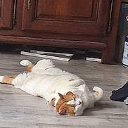 Figaro a rejoint le concours — aidez-le/la à gagner de superbes lots ! cat, orange_and_white, lying_down, floor, wooden_floor, cabinet, indoor, relaxed, sleeping, pet, feline, curled_paws, fur, domestic_animal, animal, cozy, resting, cute, lazy, home
