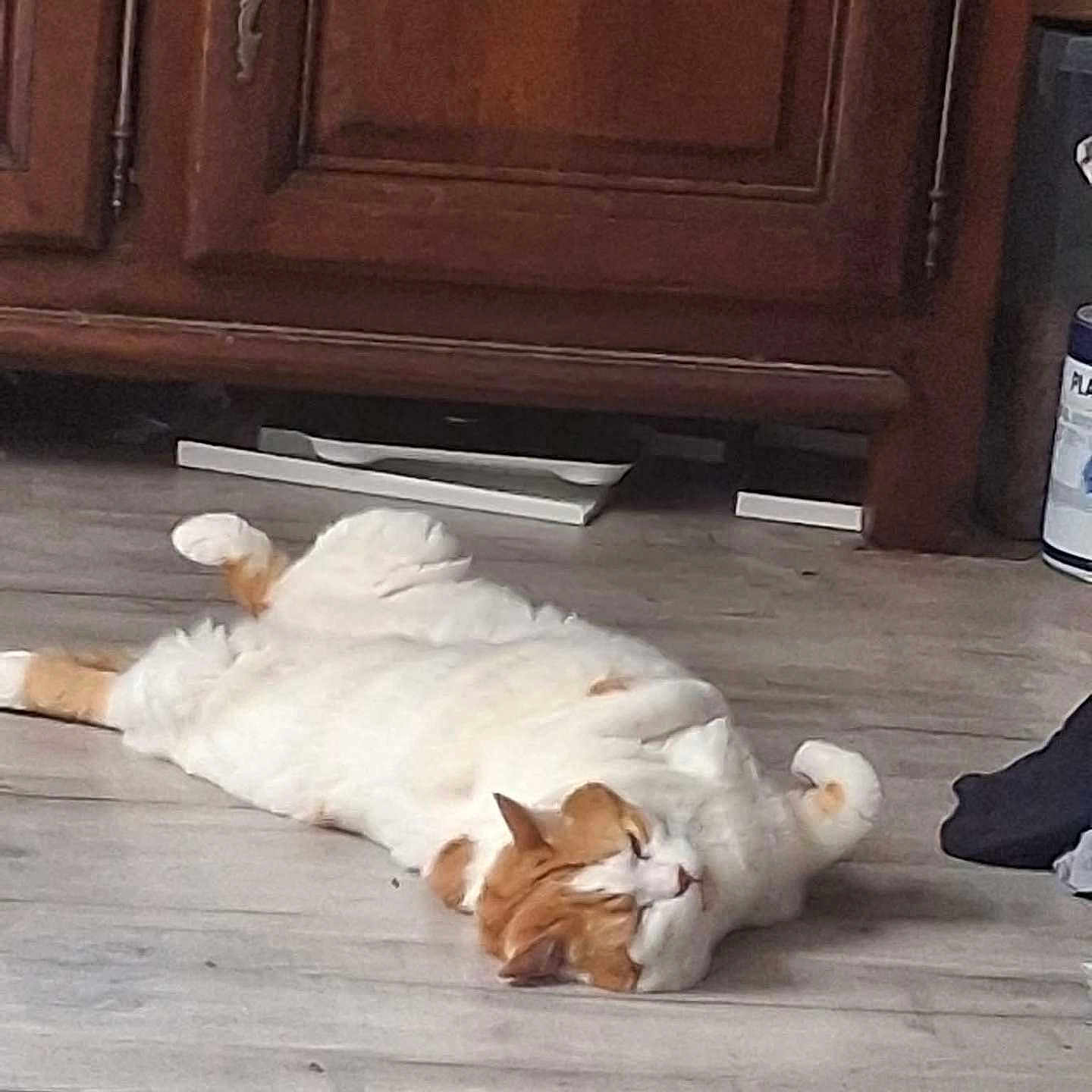 Figaro a rejoint le concours — aidez-le/la à gagner de superbes lots ! animal, cabinet, cat, cozy, curled_paws, cute, domestic_animal, feline, floor, fur, home, indoor, lazy, lying_down, orange_and_white, pet, relaxed, resting, sleeping, wooden_floor