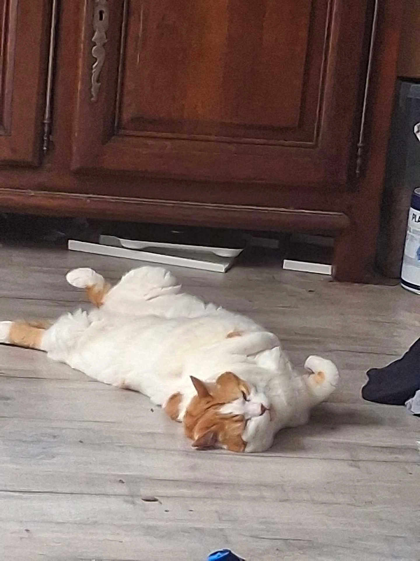 Figaro a rejoint le concours — aidez-le/la à gagner de superbes lots ! cat, orange_and_white, lying_down, floor, wooden_floor, cabinet, indoor, relaxed, sleeping, pet, feline, curled_paws, fur, domestic_animal, animal, cozy, resting, cute, lazy, home