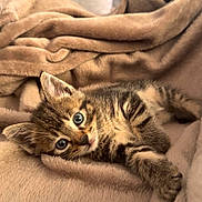 Simba participe au concours pour gagner de l'argent avec cette photo : kitten, cat, tabby, pet, animal, cute, fluffy, fur, blanket, cozy, resting, indoor, soft, small, young, sleepy, whiskers, ears, eyes, comfort