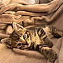 kitten, cat, tabby, pet, animal, cute, fluffy, fur, blanket, cozy, resting, indoor, soft, small, young, sleepy, whiskers, ears, eyes, comfort