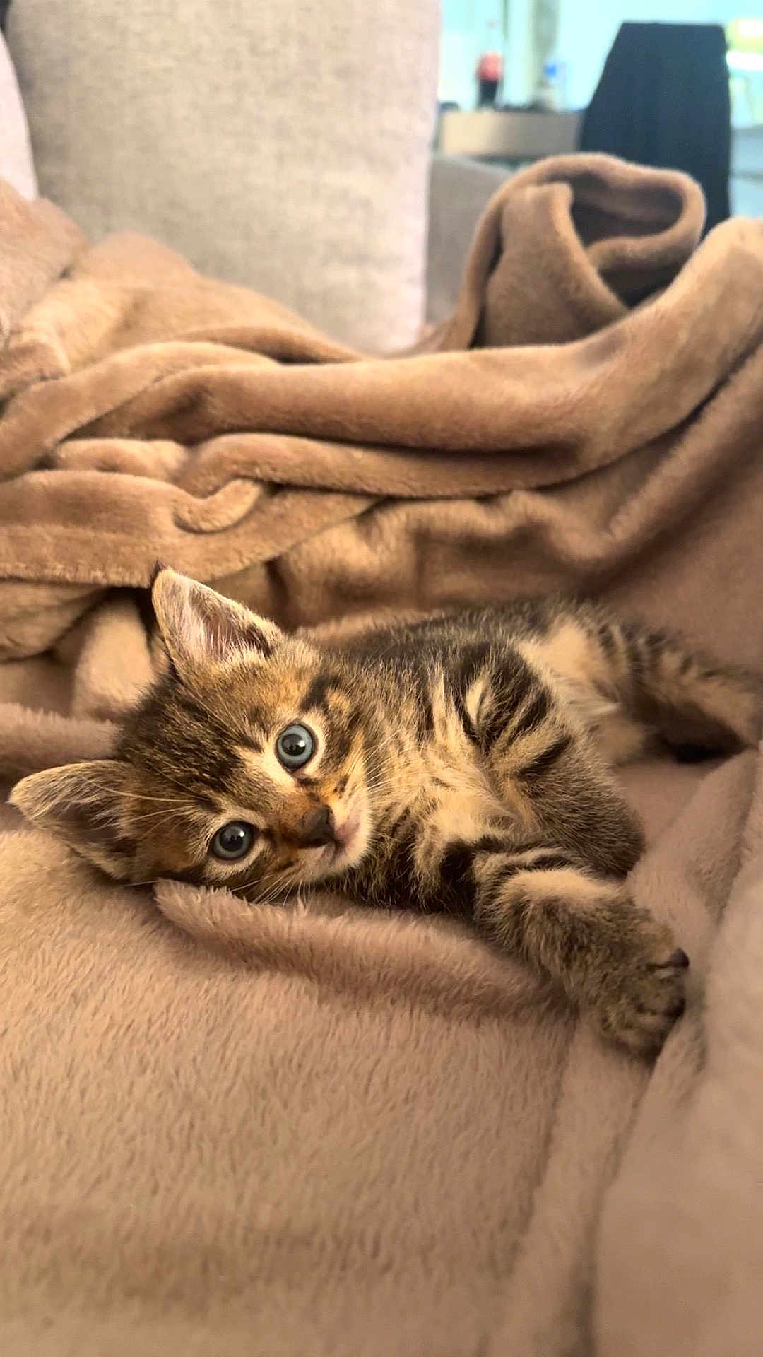 Simba participe au concours pour gagner de l'argent avec cette photo : kitten, cat, tabby, pet, animal, cute, fluffy, fur, blanket, cozy, resting, indoor, soft, small, young, sleepy, whiskers, ears, eyes, comfort