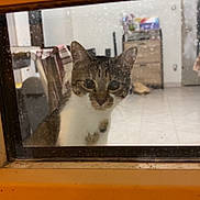 Ruby participe au concours pour gagner de l'argent avec cette photo : animal, blurred_background, cat, closeup, curious, domestic, door, ears, face, feline, floor, furniture, glass, indoor, looking, pet, reflection, room, whiskers, window