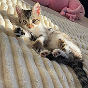 Ruby a rejoint le concours — aidez-le/la à gagner de superbes lots ! abyssinian, animal, bed, bedroom, blanket, cat, couch, crib, cushion, furniture, homedecor, indoors, infantbed, kitten, manx, person, pet, quilt, room, toy