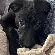 Iris participe au concours pour gagner de l'argent avec cette photo : puppy, black_dog, close_up, blanket, cozy, pet, animal, sleepy, cute, fur, soft, indoors, resting, young, portrait, comfort, domestic_animal, face, nose, ears
