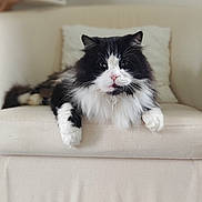 Doudou participe au concours pour gagner de l'argent avec cette photo : cat, black_and_white, fluffy, pet, indoor, armchair, furniture, living_room, relaxed, portrait, whiskers, cute, animal, domestic_cat, mammal, sitting, comfortable, close_up, household, cozy