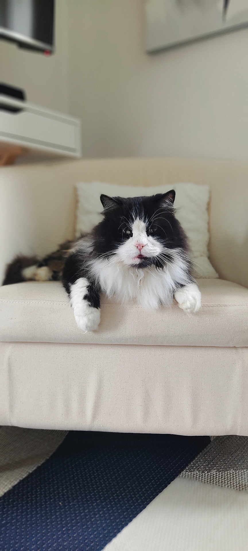 Doudou participe au concours pour gagner de l'argent avec cette photo : cat, black_and_white, fluffy, pet, indoor, armchair, furniture, living_room, relaxed, portrait, whiskers, cute, animal, domestic_cat, mammal, sitting, comfortable, close_up, household, cozy