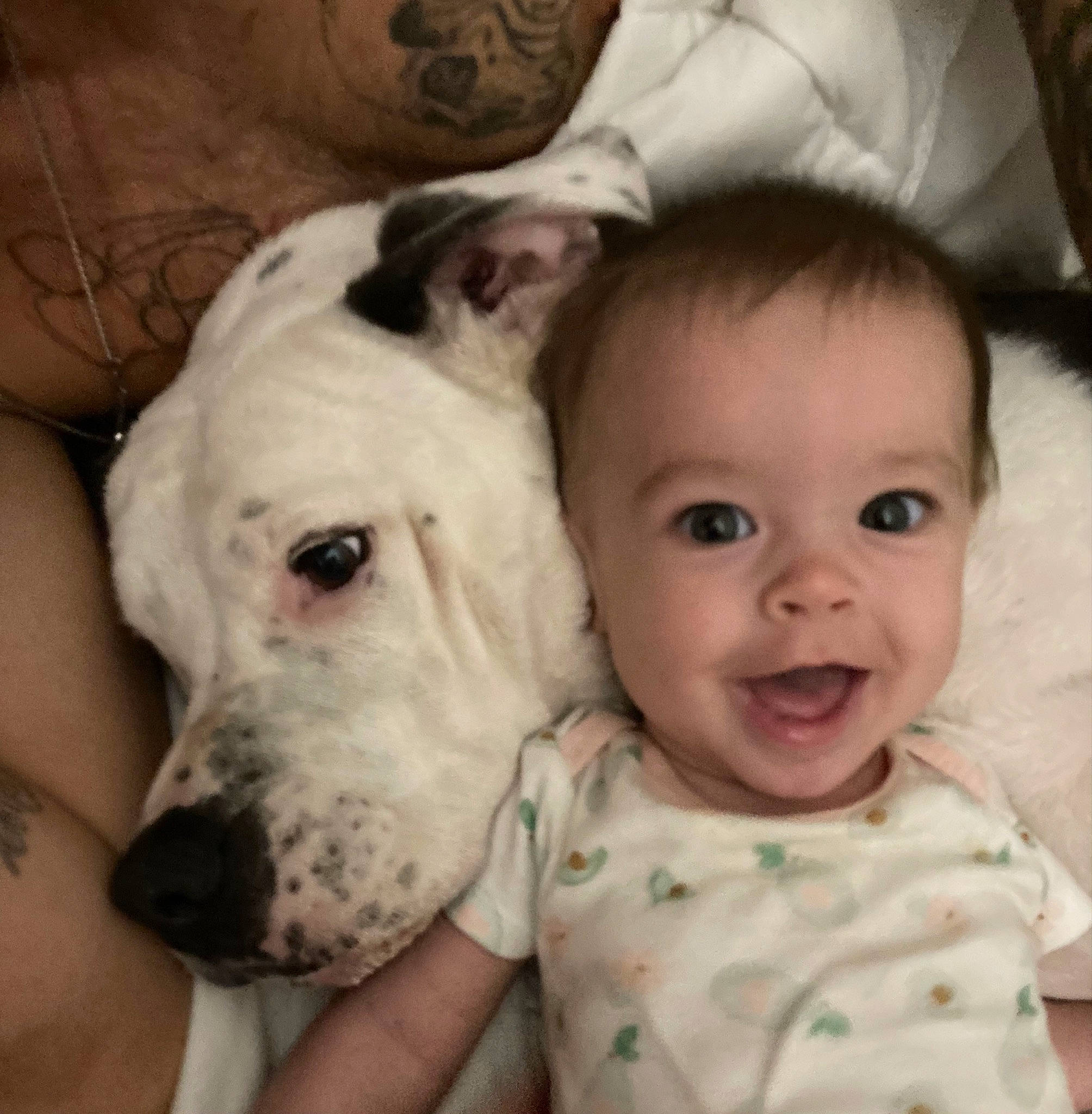 Alice is registered to the contest to win money with this photo: baby, baby_toddler_clothing, carnivore, comfort, companion_dog, dog, dog_breed, ear, fawn, fur, happy, iris, nose, person, skin, sleeve, smile, toddler, whiskers, white
