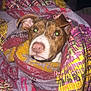 Volt a rejoint le concours — aidez-le/la à gagner de superbes lots ! dog, blanket, indoor, pet, brown, white, face, ears, snout, curious, cozy, patterned_blanket, fabric, wrapped, bedroom, flash, closeup, pet_portrait, colorful, comfort