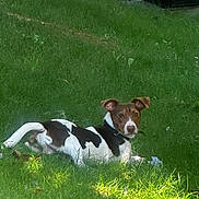 Volt a rejoint le concours — aidez-le/la à gagner de superbes lots ! dog, animal, pet, outdoor, grass, greenery, lawn, sunlight, canine, relaxing, nature, black_and_white, ears, collar, mammal, looking, daylight, summer, playful, resting