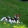 dog, animal, pet, outdoor, grass, greenery, lawn, sunlight, canine, relaxing, nature, black_and_white, ears, collar, mammal, looking, daylight, summer, playful, resting
