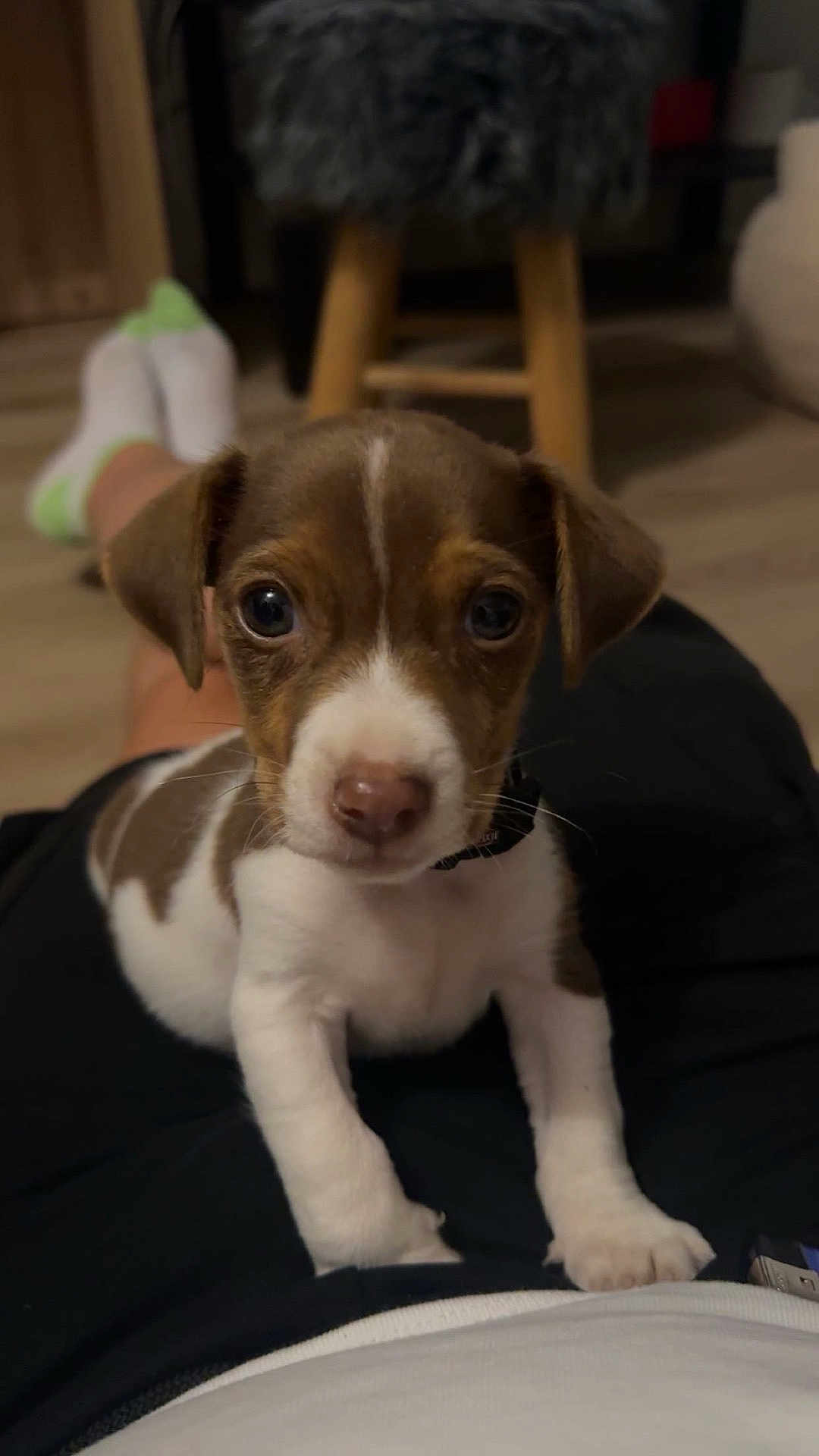 Volt participe au concours pour gagner de l'argent avec cette photo : puppy, dog, pet, animal, cute, brown_and_white, lap, indoor, floor, person, socks, wooden_floor, furniture, close_up, whiskers, collar, ears, eyes, nose, paw