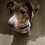 dog, pet, puppy, brown, white, collar, floor, wooden_floor, indoor, cute, looking_up, ears, nose, animal, canine, shadow, young_dog, close_up, portrait, domestic_animal