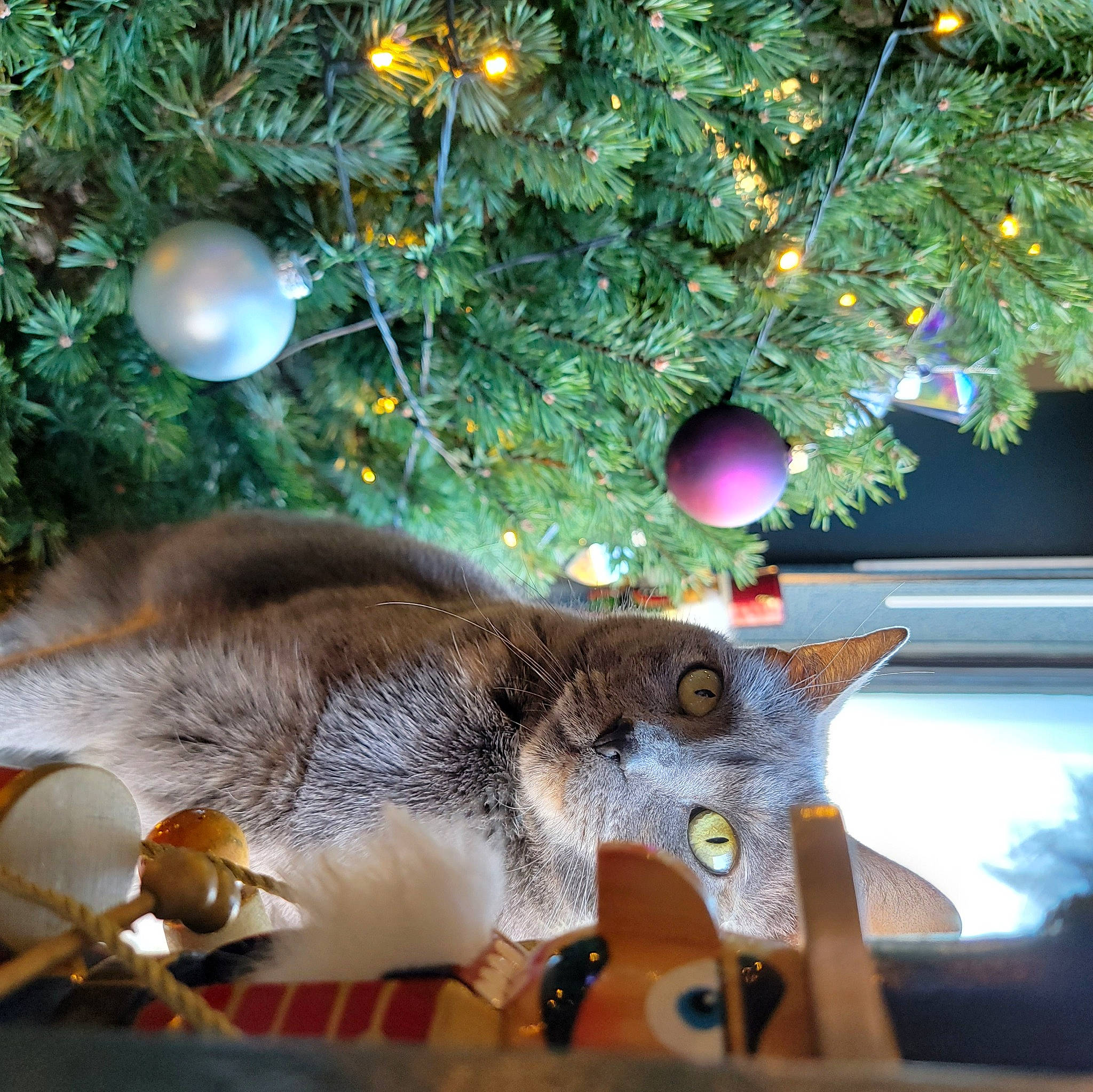 Fang is registered to the contest to win money with this photo: branch, carnivore, cat, christmas_decoration, christmas_ornament, christmas_tree, evergreen, fawn, felidae, holiday_ornament, leaf, light, ornament, plant, small_to_medium_sized_cats, tail, tree, twig, whiskers, woody_plant